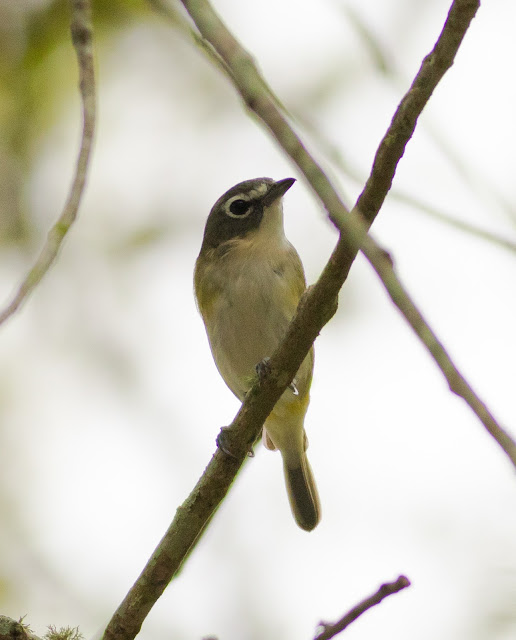 Blue-headed Vireo - Orlando, Florida Blue-headed Vireo - Orlando, Florida