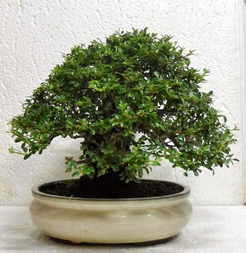 cotoneaster bonsai