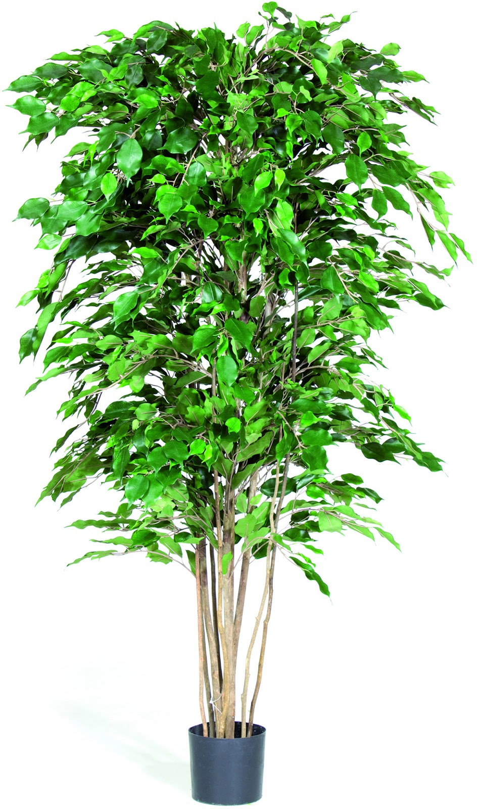 Finest quality artificial plants that look so realistic and natural