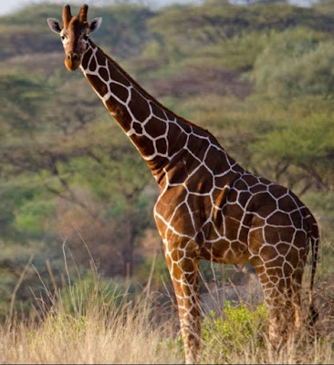 Giraffe - Animals That Start With G Giraffe - Animals That Start With G