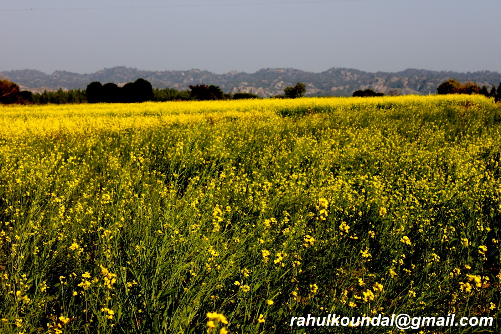 RAHUL KOUNDAL's PHOTOGRAPHY Mustard Fields, flourishing in Punjab