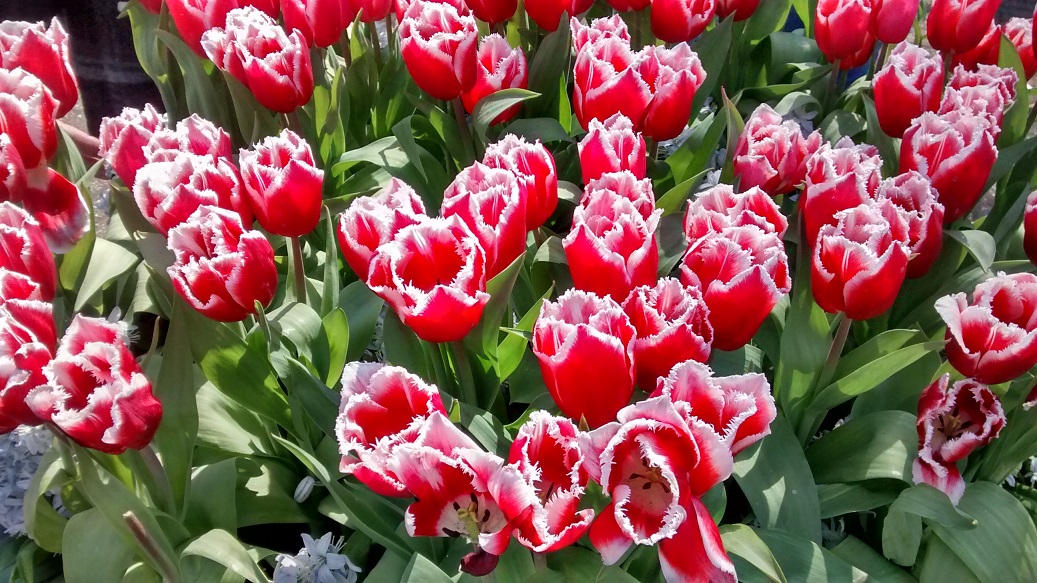 Red Red Tulips