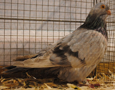 protuguese mariola pigeons