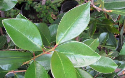 manfaat daun salam gambar manfaat daun salam gambar