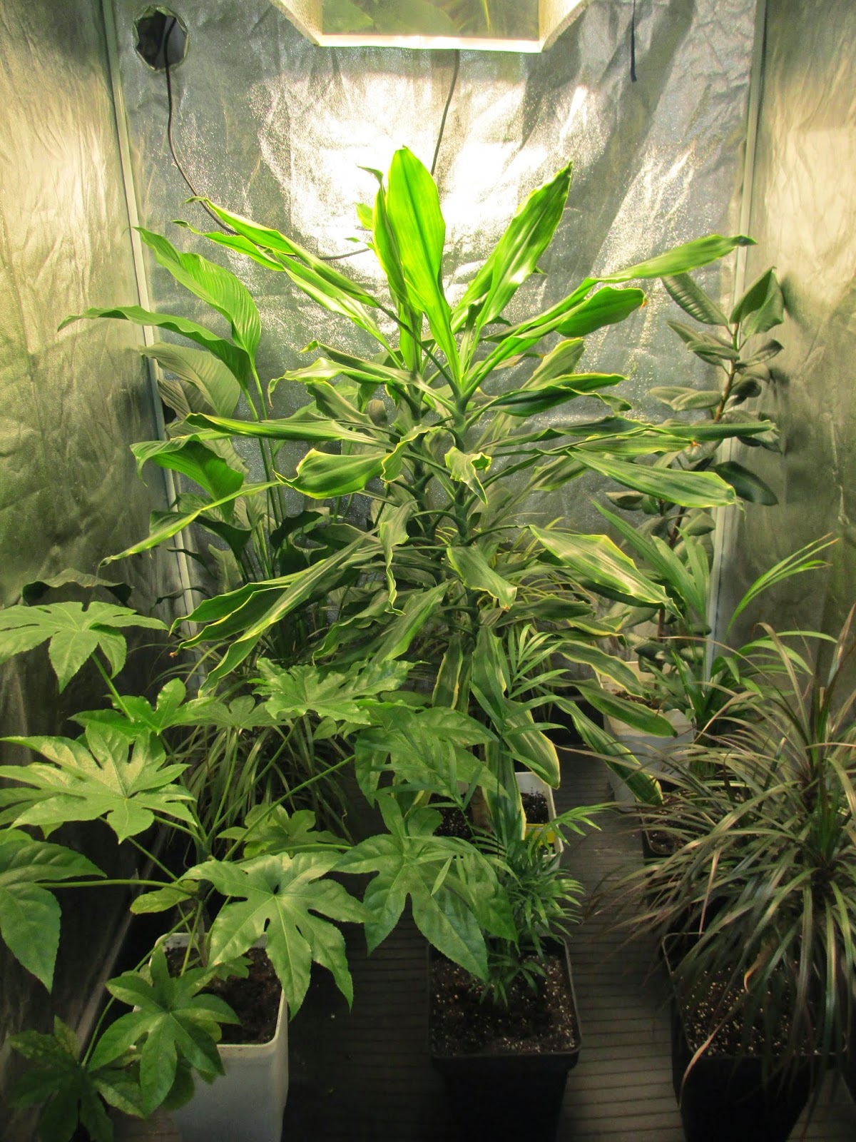 La Mar de Verde PLANTAS PURIFICADORAS DE AIRE &quot;HOGARES