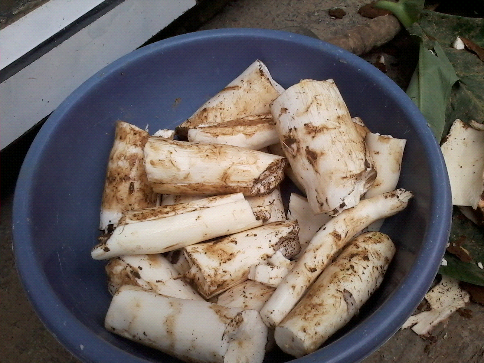 Informative Tecnologi Laporan Praktikum Pembuatan Tape