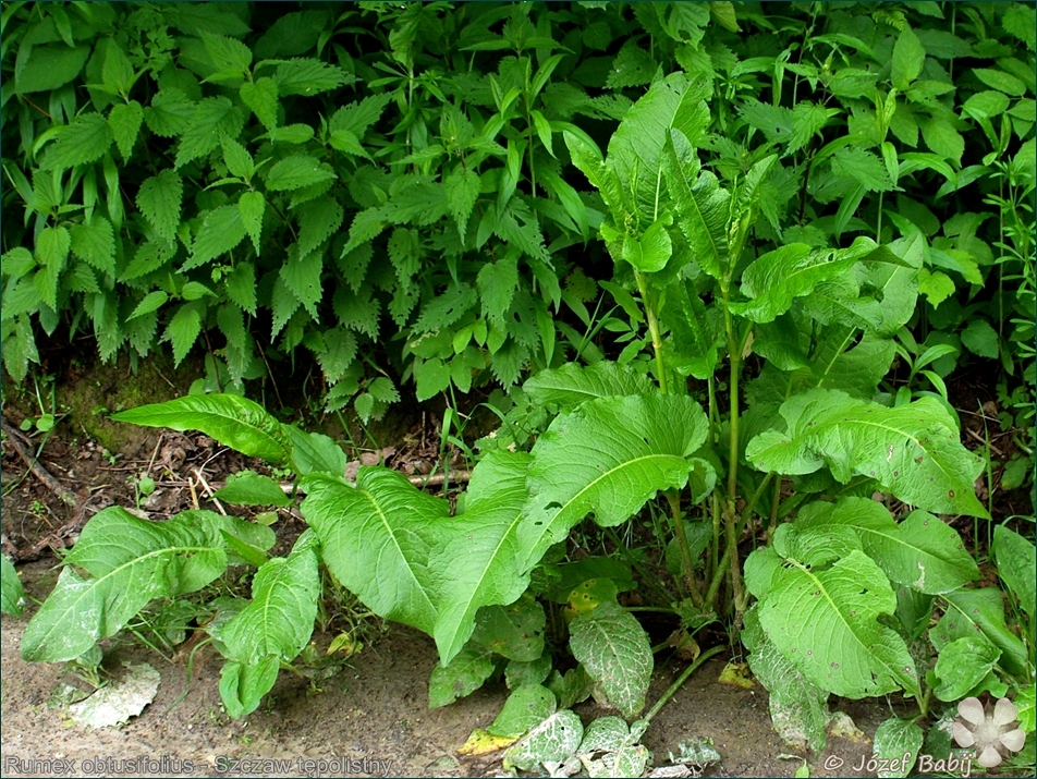 Rumex obtusifolius - Szczaw tępolistny