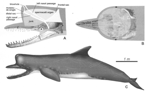 cetacea extinct Zygophyseter
