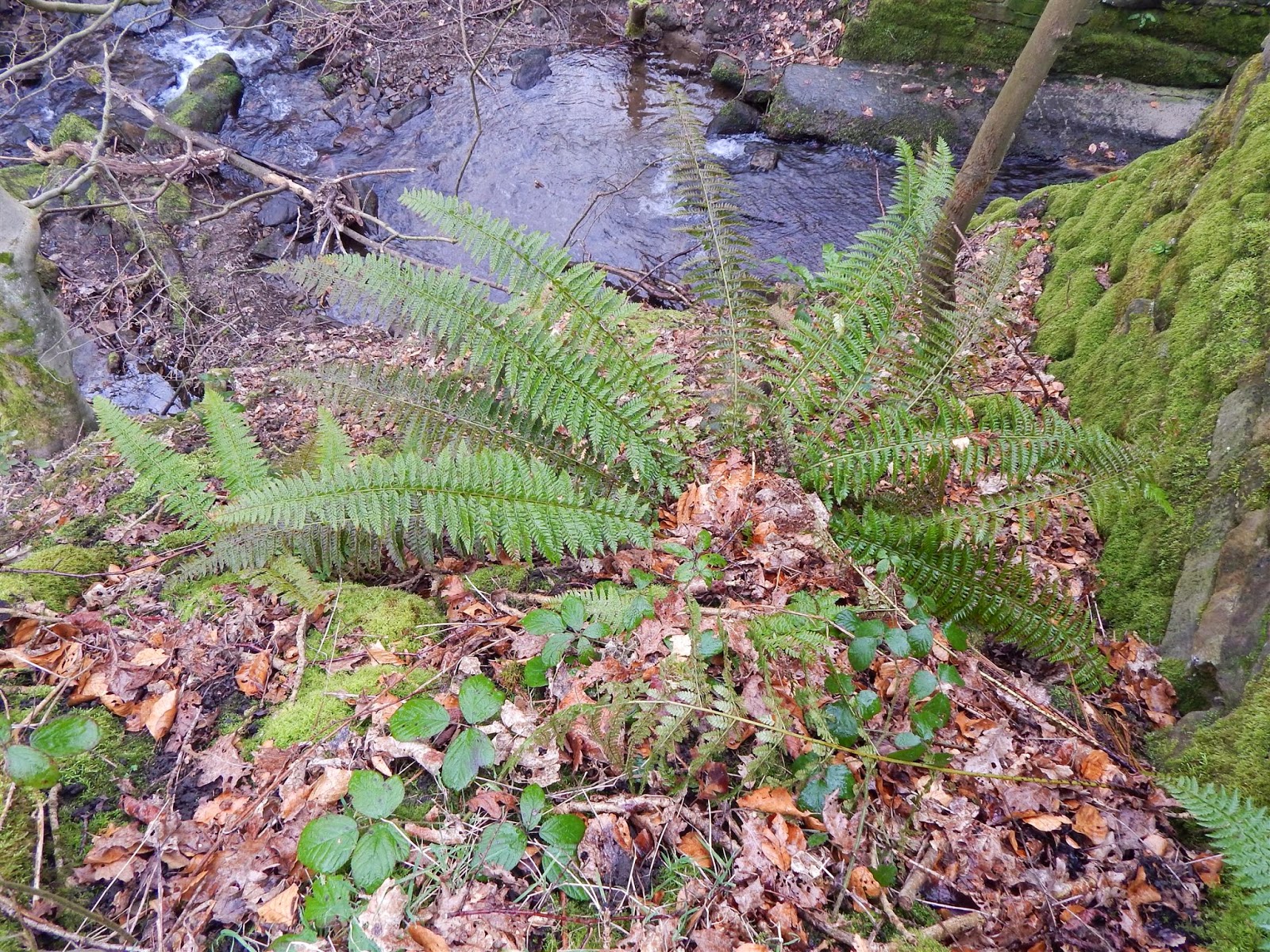 Hard Shield Fern – Halifax Scientific Society