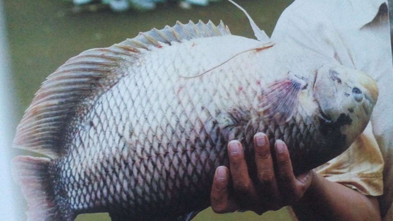Budidaya Ikan Gurame