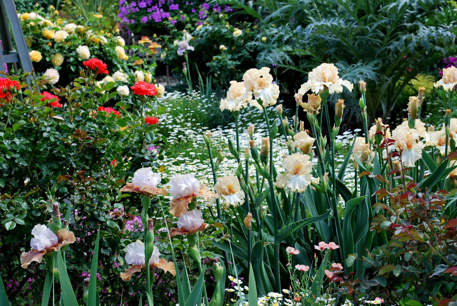 World of Irises Prolific, Longlasting Bloom from 'Sweeter Than Honey'