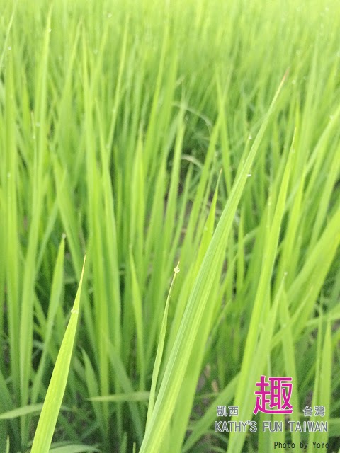 新竹縣北埔鄉。田野情趣南埔村生態體驗行 - 第2張圖
