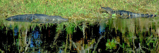 Caimanes a orillas del Saint Johns River Caimanes a orillas del Saint Johns River