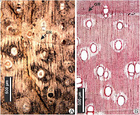 http://sciencythoughts.blogspot.co.uk/2014/11/wood-fossils-from-plio-pleistocene-of.html