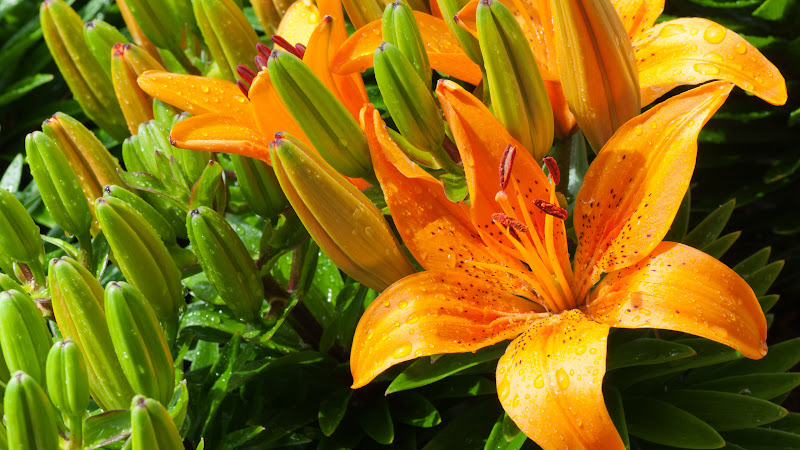 Tiger Lily
