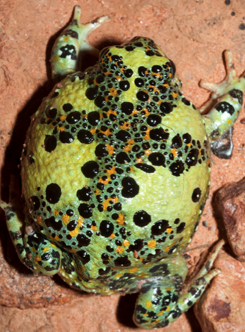 adam 39 s amazing book amazing frogs female development chart