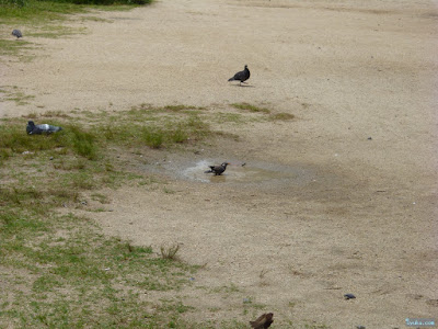 椋鳥の水浴び 椋鳥の水浴び