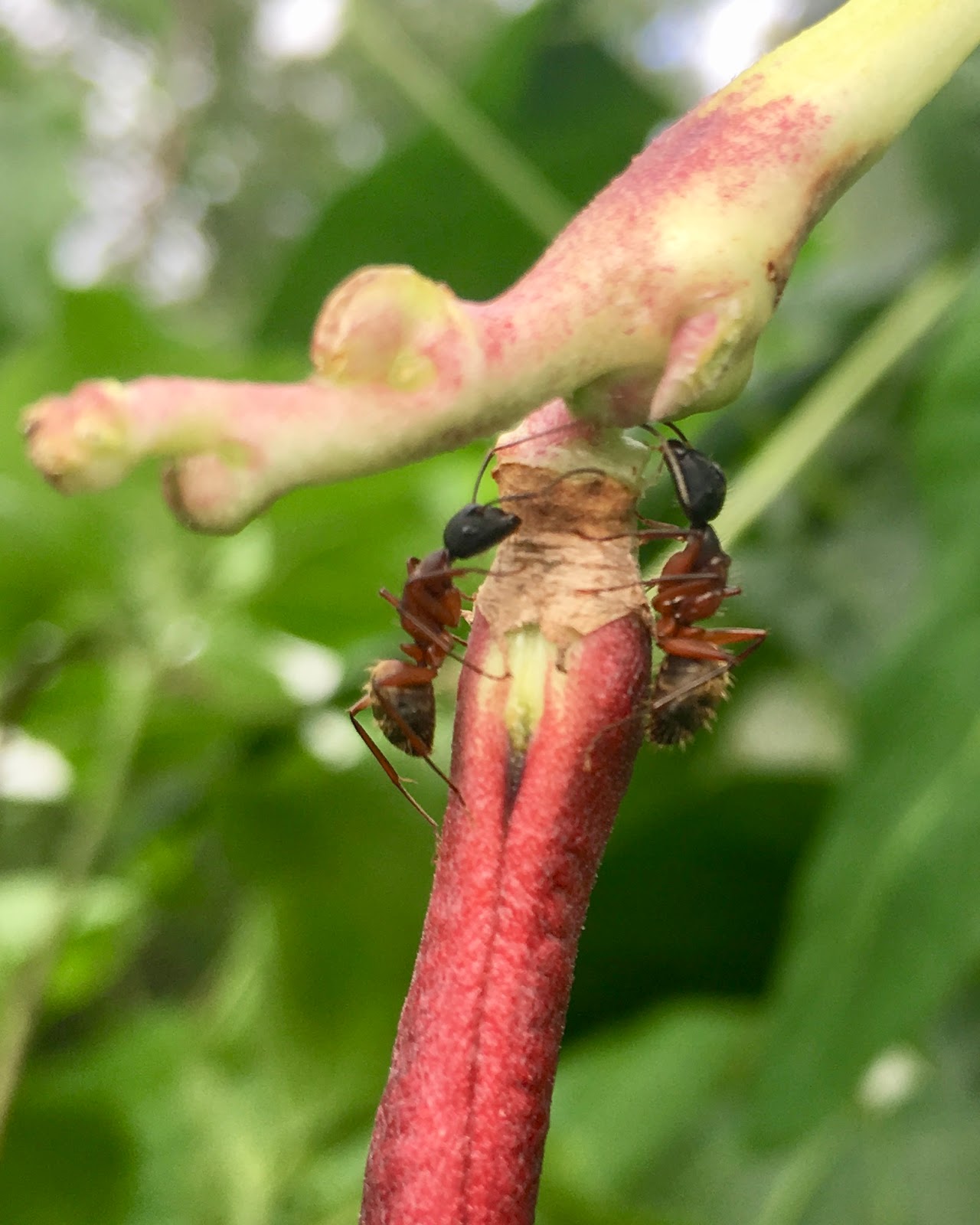 Red House Garden A Hill of Very Long Beans