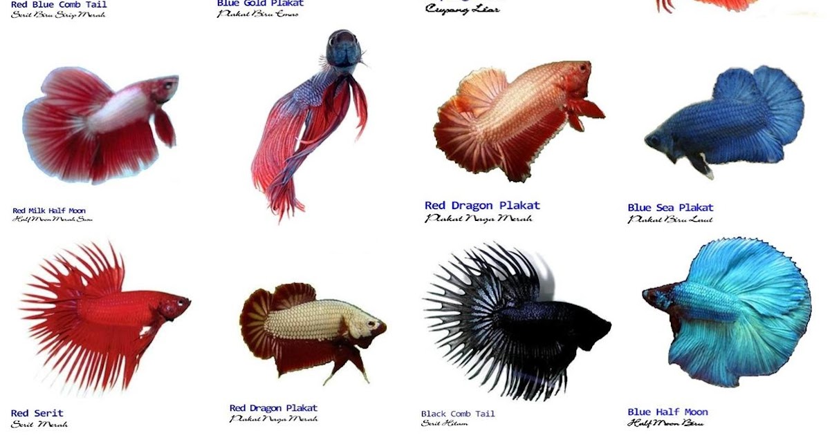 Jenisjenis Ikan Cupang yang Ada di Indonesia Pecinta Ikan Cupang jpg (1200x630)