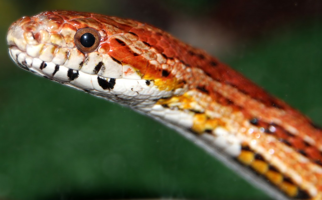 THE SNAKE IN THE CHINESE ZODIAC OR CHINESE HOROSCOPE AND ITS MEANING