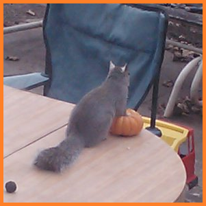 Squirrel with front paws atop a mini pumpkin, at rest.
