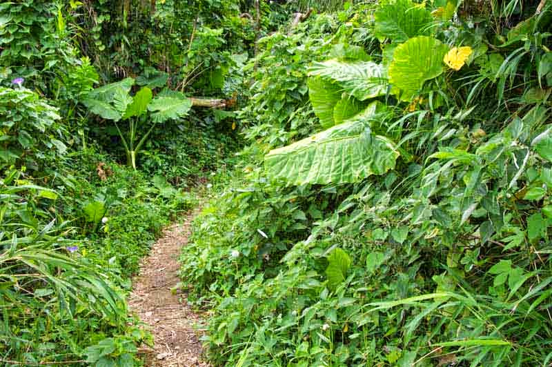 trail, jungle