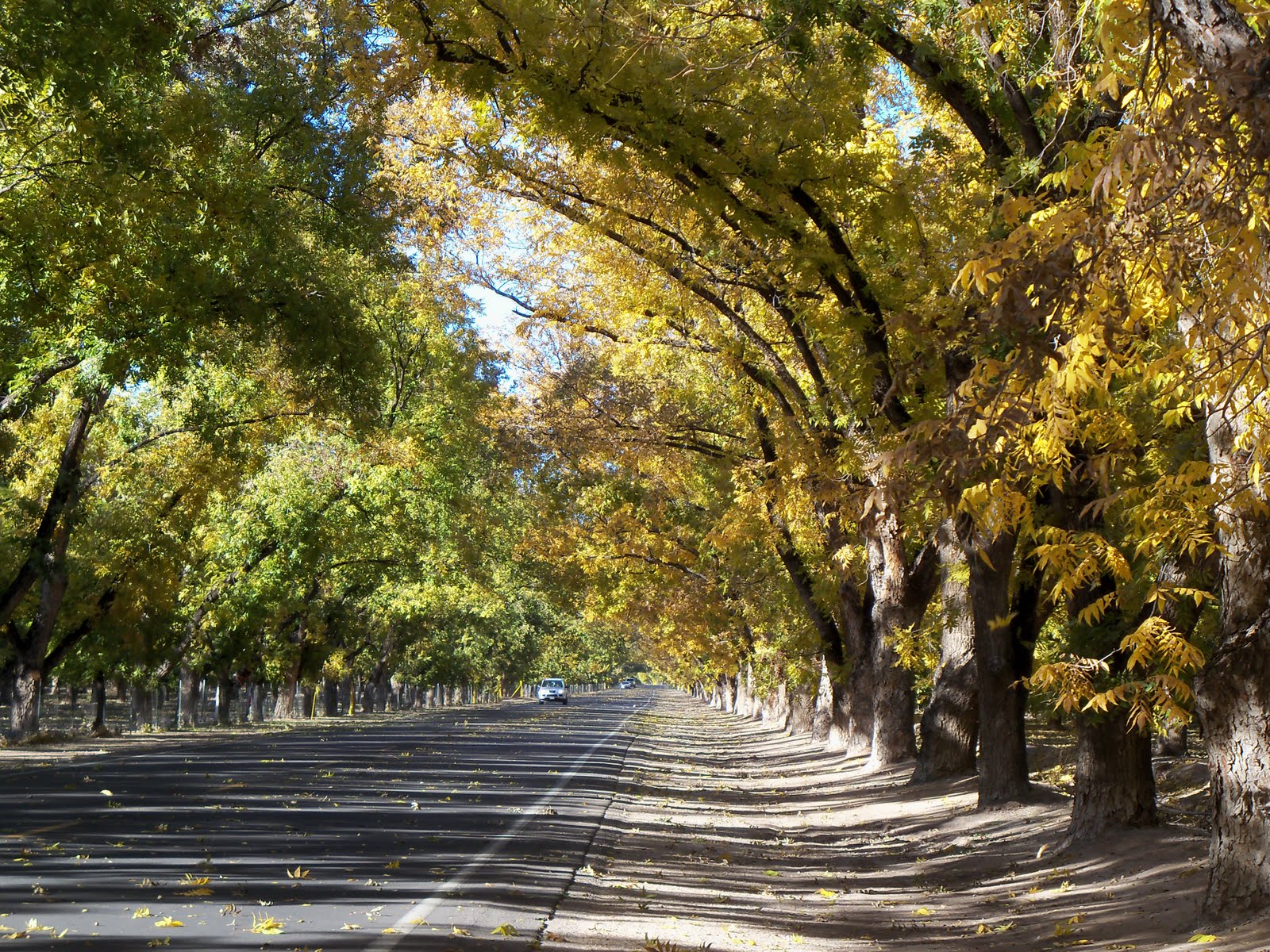 Tumbleweed Crossing Pecan Trees