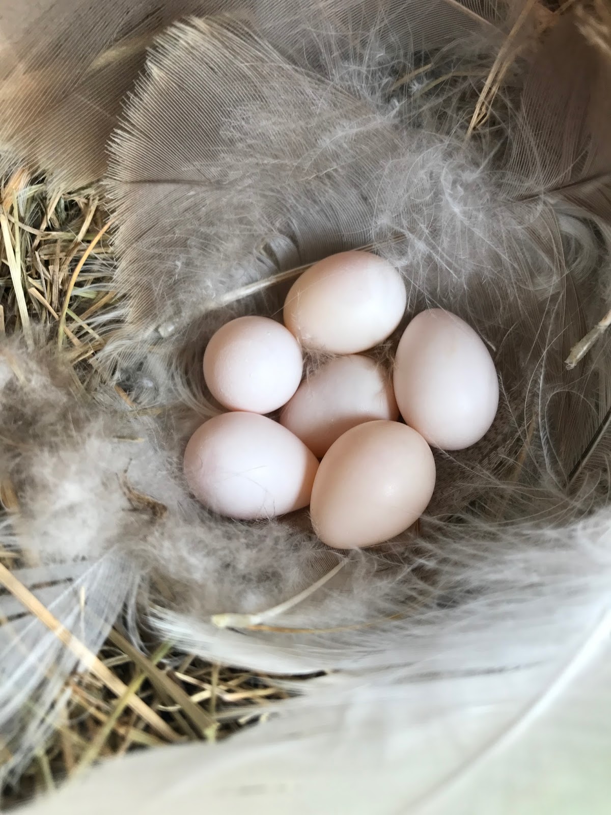 Isabella Conservation District Environmental Education Program