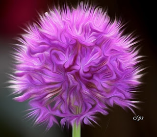 Blumen, flores, Flower, fleurs, květiny, Flores, blomme Blumen, flores, Flower, fleurs, květiny, Flores, blomme, blommor, çiçekler, kwiaty, Flor, Hoa, nở hoa, floración, bloom, Kukka, kukinta, La floraison, Fiore