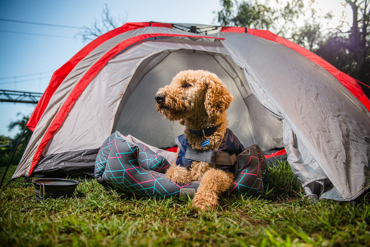Top 10 Camping Must-Haves for Your Furry Friend: A Dog-Friendly Guide ...