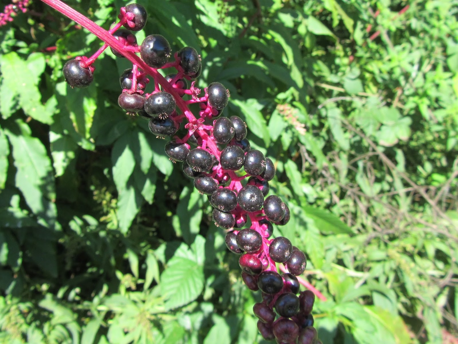 Uva Turca (Phytolacca americana), un'Infestante dalle Bacche Nere Il Gusto Della Natura