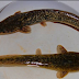 Cara Budidaya Dan Ternak Ikan Lele Di Kolam Terpal thumbnail
