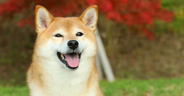 3 Jenis Anjing Yang Paling Terkenal