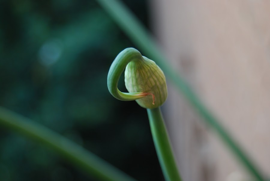 la elegancia de la flor de la cebolla
