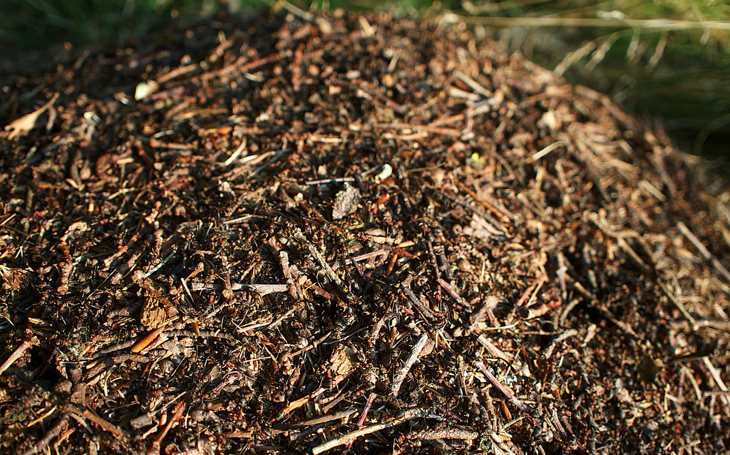 44+ frisch Bilder Ameisenhaufen Im Garten : Ameisenhaufen Im Garten