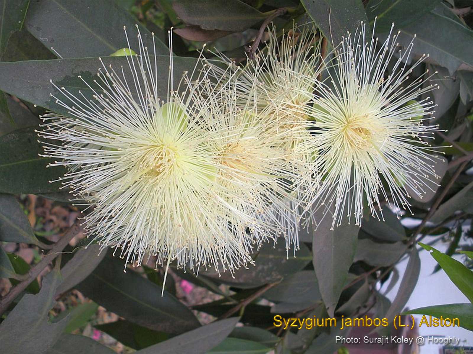 Medicinal Plants Syzygium jambos, Golap Jam, Malabar plum, Rose apple