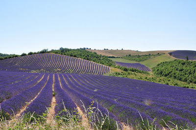 lavanda Provenza