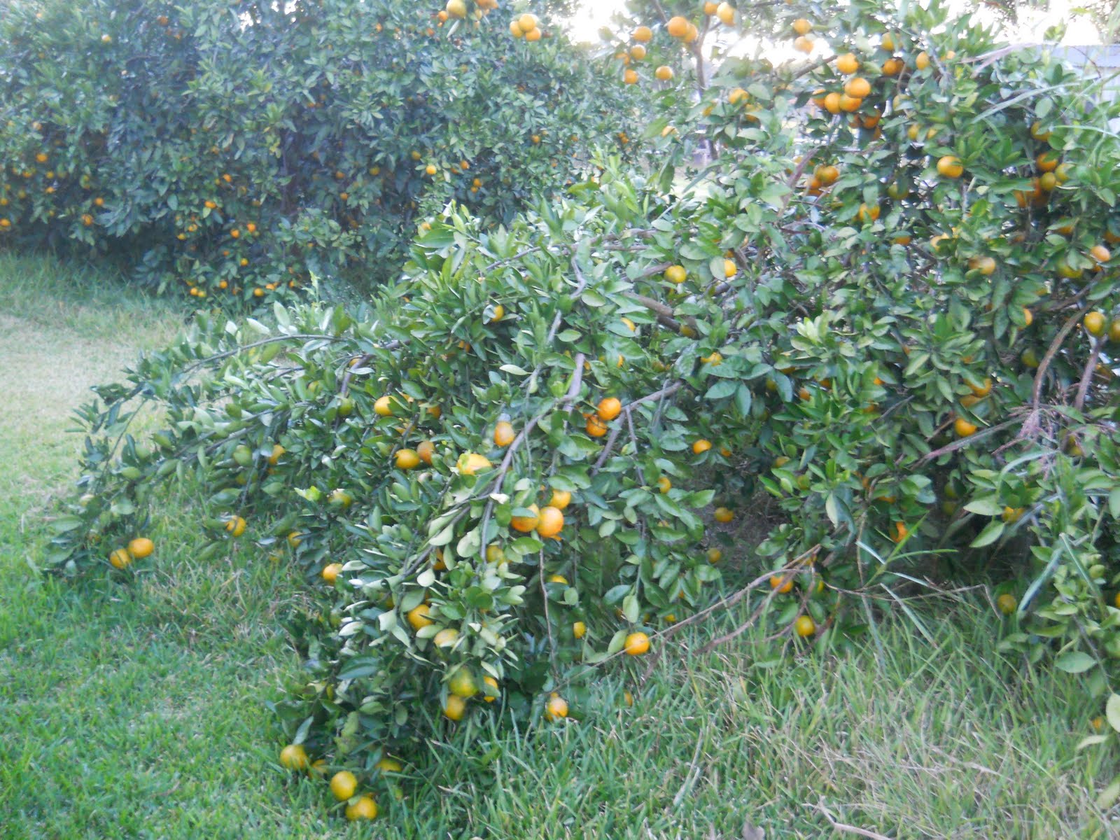 Louisiana Swamp Tours Home Grown Louisiana Satsumas