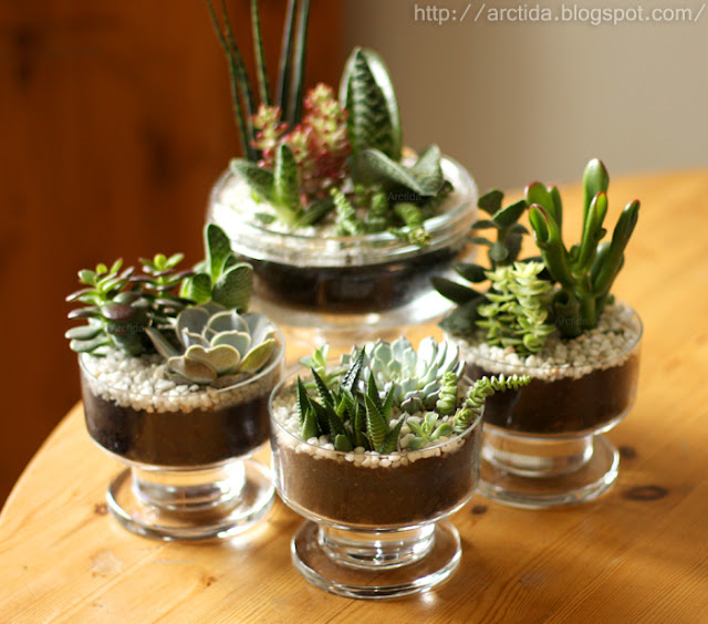 http://arctida.blogspot.se/2012/09/diy-succulent-gardens-how-to.html