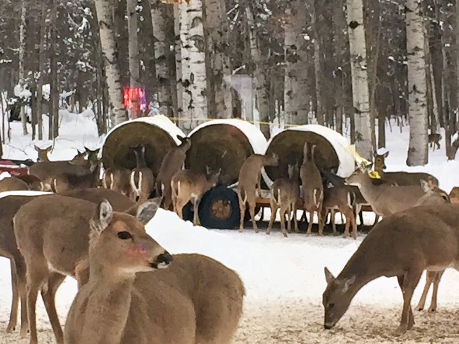 The Walking Stick The Happy Hour Bar and Restaurant in Hulbert Michigan