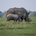 Can we fight Rhino Extinction by making fake horns?