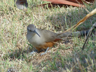 Coccyzus merlini - Tacco de Cuba Coccyzus merlini - Tacco de Cuba