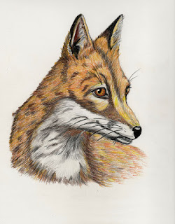 image of colored pencil fox drawing