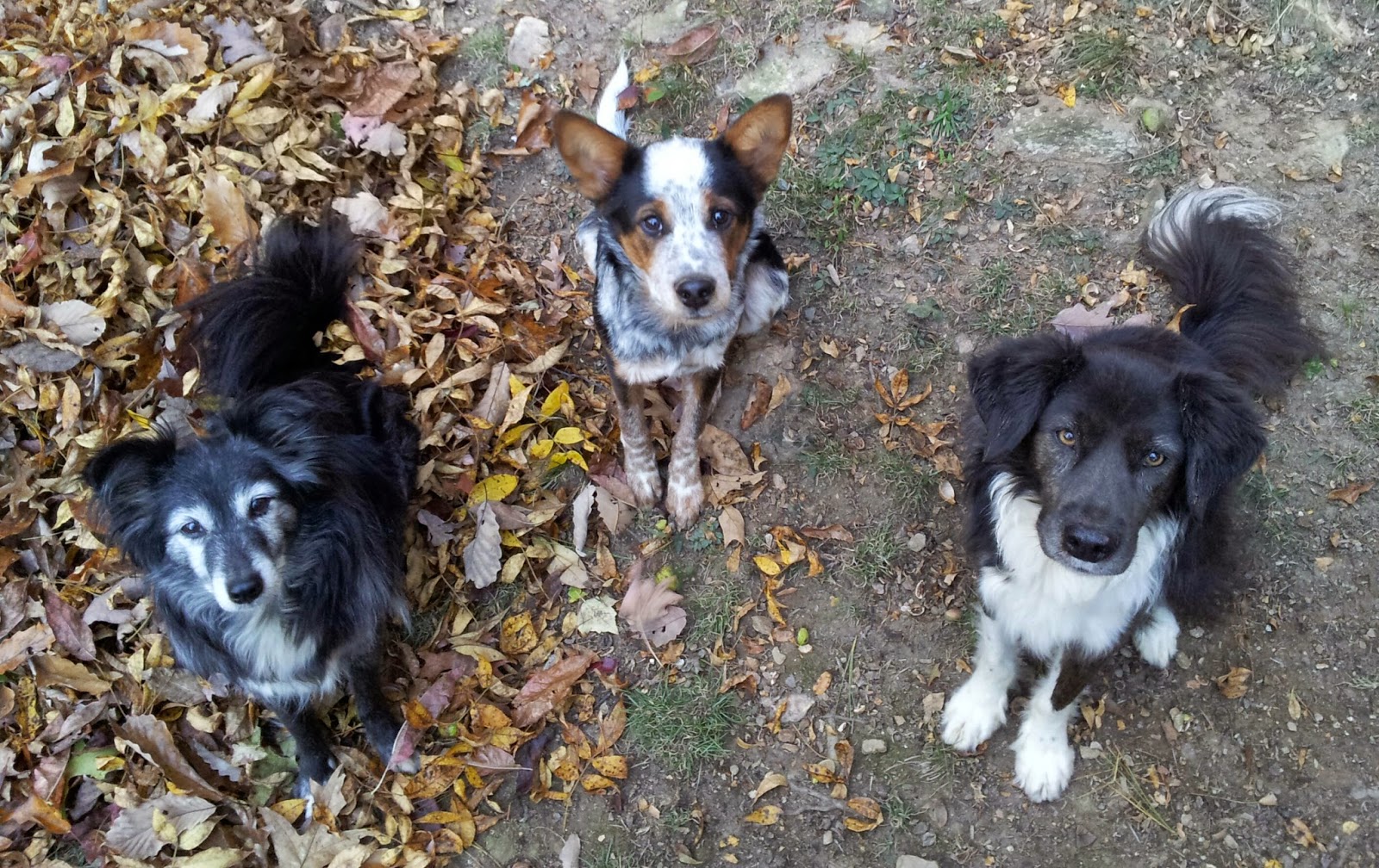 Thanksgiving Foods Dogs Can Thanksgiving Foods Dogs Can