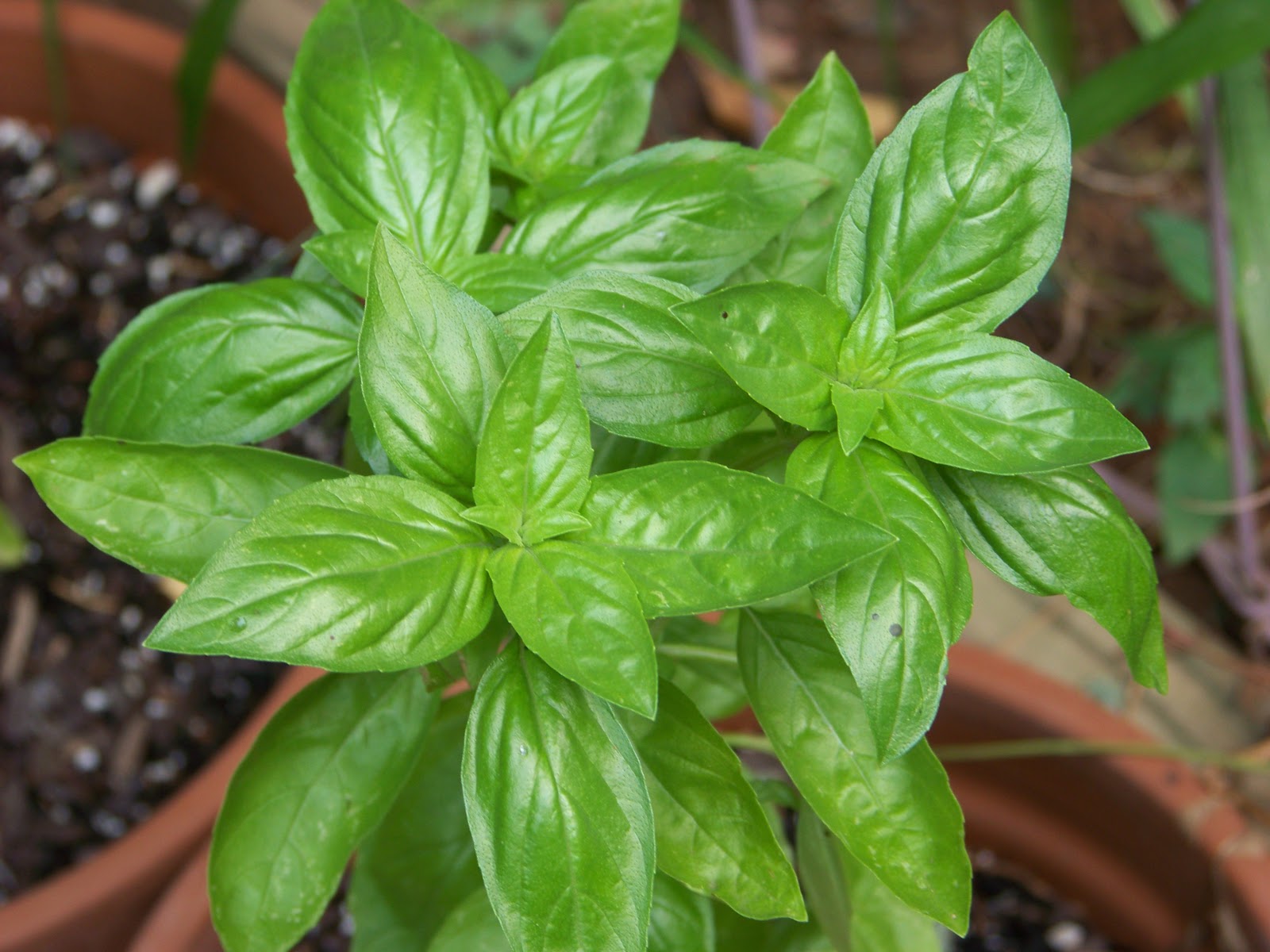 Tora's real food Holy basil, Batman! What can you do with this herb?