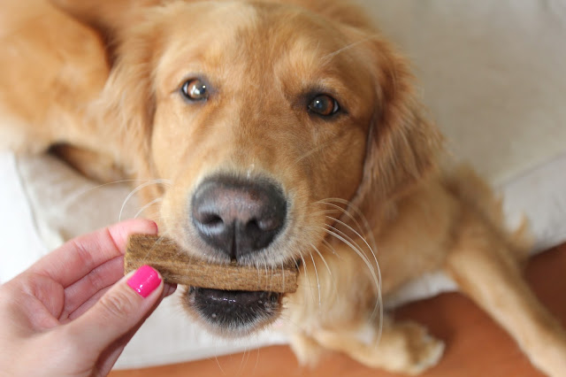 golden retriever tasting natural balance limited ingredient dog treats