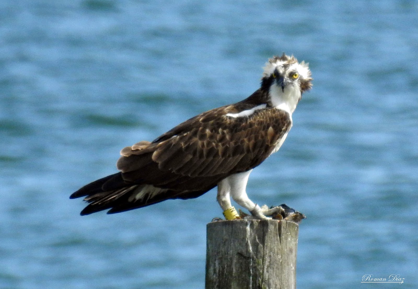 Fotoafición Román Águila pescadora. (Pandion haliaetus) 2017