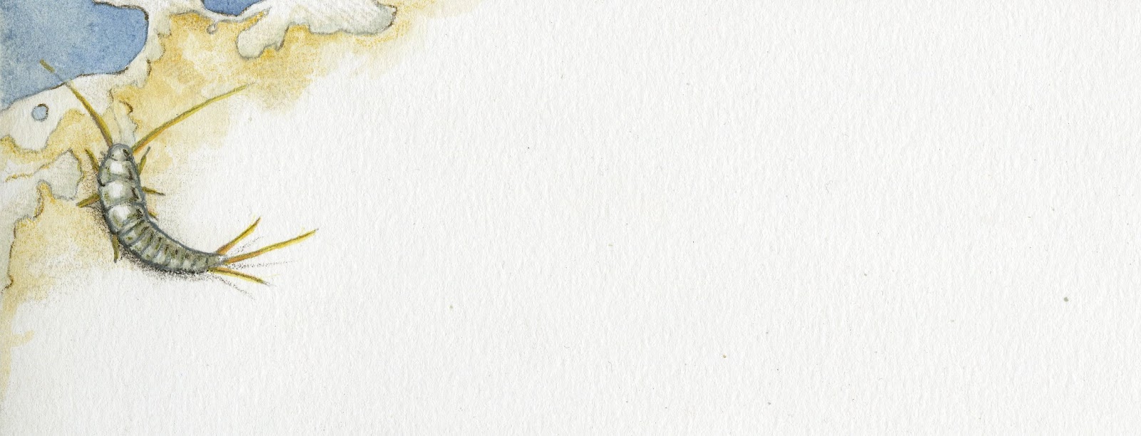 A Carricinha!: Peixinho-de-prata / Silverfish