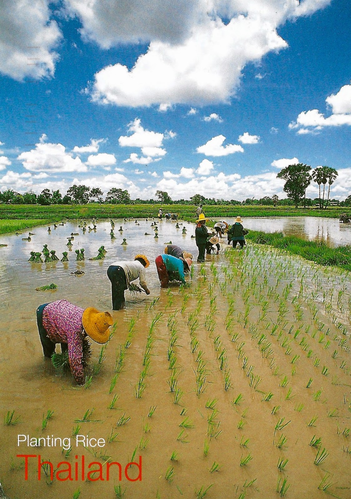 My Favorite Postcards A Rice Farm in Thailand