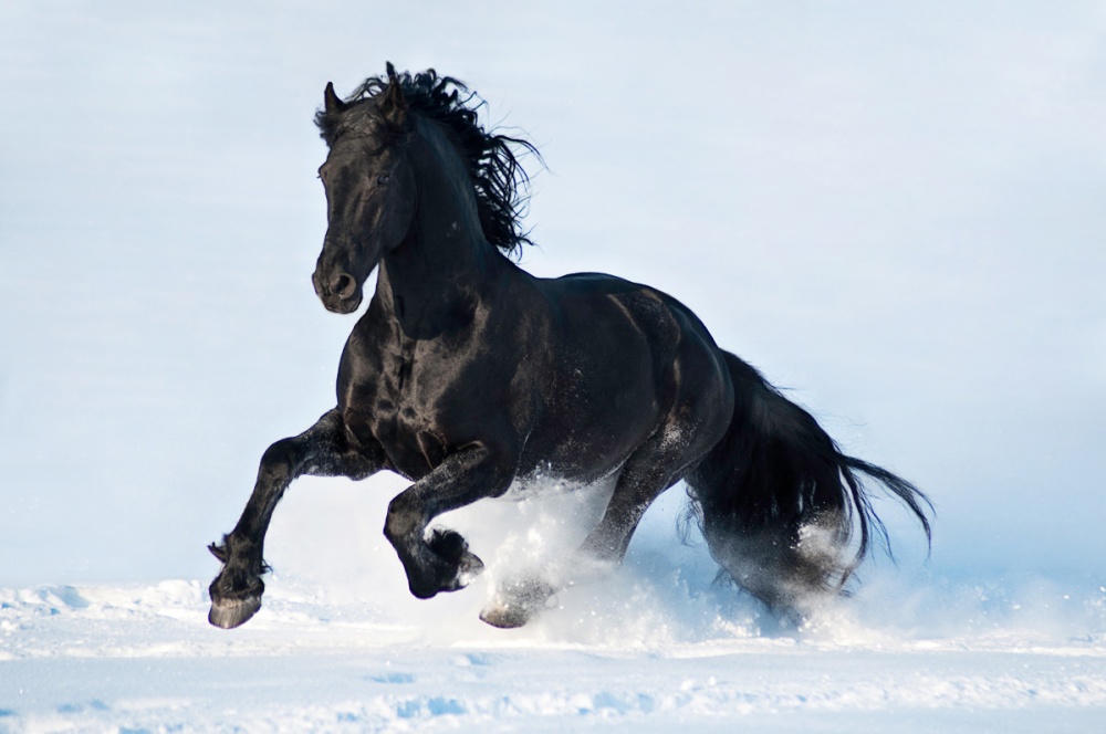 Imagenes de caballos Fotografias equinas Hermosa fotografia de caballo negro galopando en la